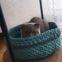 Scottish Fold, Kedi  Puma fotoğrafı