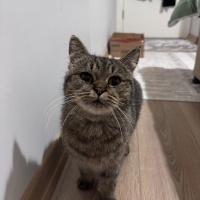 British Shorthair, Kedi  Katmer fotoğrafı