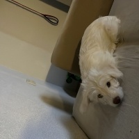 Maltese, Köpek  İsim koyulmadı fotoğrafı