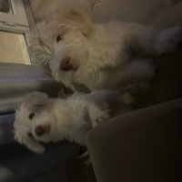 Maltese, Köpek  İsim koyulmadı fotoğrafı