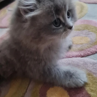 British Longhair, Kedi  OscaR fotoğrafı