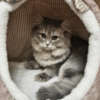British Longhair, Kedi  OscaR fotoğrafı