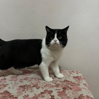 British Shorthair, Kedi  Yaramaz fotoğrafı