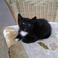 Tuxedo (Smokin) Kedi, Kedi  Kontes fotoğrafı