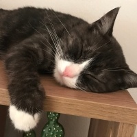 Tuxedo (Smokin) Kedi, Kedi  Minik fotoğrafı