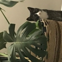 Tuxedo (Smokin) Kedi, Kedi  Minik fotoğrafı