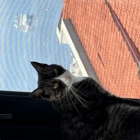 Tuxedo (Smokin) Kedi, Kedi  Minik fotoğrafı