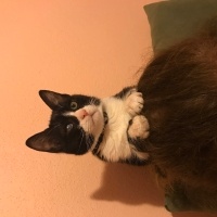 Tuxedo (Smokin) Kedi, Kedi  Minik fotoğrafı