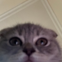 Scottish Fold, Kedi  Leo fotoğrafı