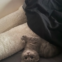 Scottish Fold, Kedi  Leo fotoğrafı