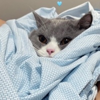 British Shorthair, Kedi  PARS fotoğrafı