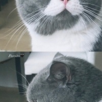 British Shorthair, Kedi  PARS fotoğrafı