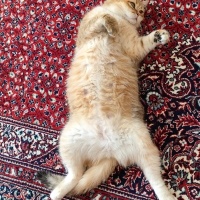 British Shorthair, Kedi  Asel fotoğrafı