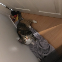 Tekir Kedi, Kedi  Binnaz fotoğrafı
