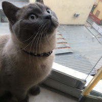 British Shorthair, Kedi  Lokum fotoğrafı