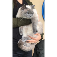 British Shorthair, Kedi  Lokum fotoğrafı