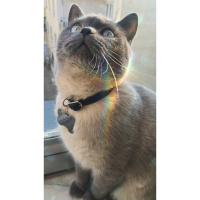 British Shorthair, Kedi  Lokum fotoğrafı