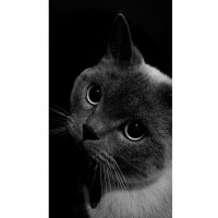 British Shorthair, Kedi  Lokum fotoğrafı