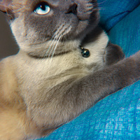 British Shorthair, Kedi  Lokum fotoğrafı