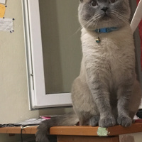 British Shorthair, Kedi  Lokum fotoğrafı