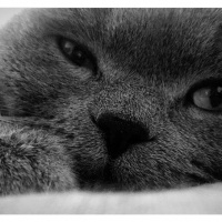 British Shorthair, Kedi  Lokum fotoğrafı