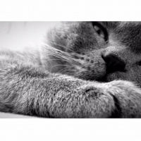 British Shorthair, Kedi  Lokum fotoğrafı