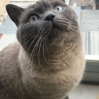 British Shorthair, Kedi  Lokum fotoğrafı