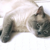 British Shorthair, Kedi  Lokum fotoğrafı