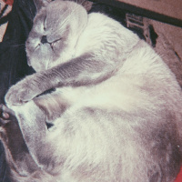 British Shorthair, Kedi  Lokum fotoğrafı