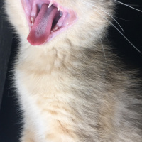 British Shorthair, Kedi  Lokum fotoğrafı