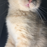 British Shorthair, Kedi  Lokum fotoğrafı