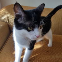 Tekir Kedi, Kedi  Sokak hayvanı fotoğrafı