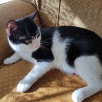 Tekir Kedi, Kedi  Sokak hayvanı fotoğrafı