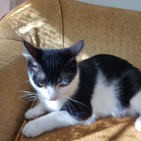 Tekir Kedi, Kedi  Sokak hayvanı fotoğrafı