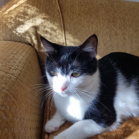 Tekir Kedi, Kedi  Sokak hayvanı fotoğrafı