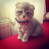 British Shorthair, Kedi  Zuzu fotoğrafı