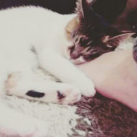 Tekir Kedi, Kedi  Ela fotoğrafı