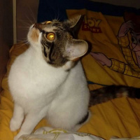 Tekir Kedi, Kedi  Ela fotoğrafı