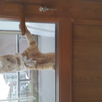 Tekir Kedi, Kedi  Yiğit Alp fotoğrafı