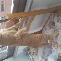 Tekir Kedi, Kedi  Yiğit Alp fotoğrafı