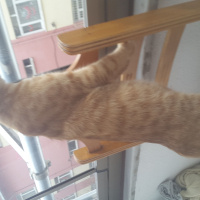 Tekir Kedi, Kedi  Yiğit Alp fotoğrafı