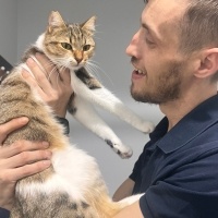 Tekir Kedi, Kedi  Boncuk fotoğrafı