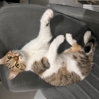 Tekir Kedi, Kedi  Boncuk fotoğrafı