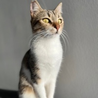 Tekir Kedi, Kedi  Boncuk fotoğrafı