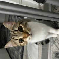 Tekir Kedi, Kedi  Boncuk fotoğrafı