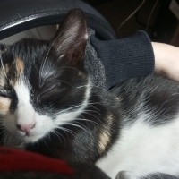 Tekir Kedi, Kedi  İstanbul Tarçın fotoğrafı