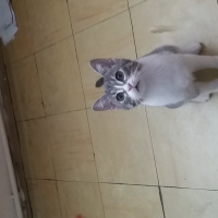 Tekir Kedi, Kedi  Vasiye fotoğrafı