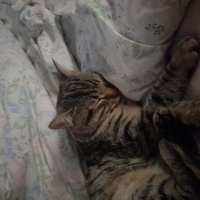 Tekir Kedi, Kedi  Safir fotoğrafı