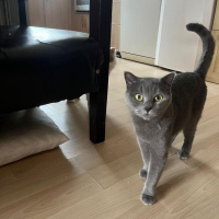British Shorthair, Kedi  Hera fotoğrafı