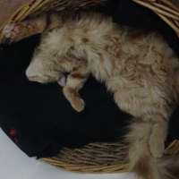 Tekir Kedi, Kedi  Minik Shiro fotoğrafı